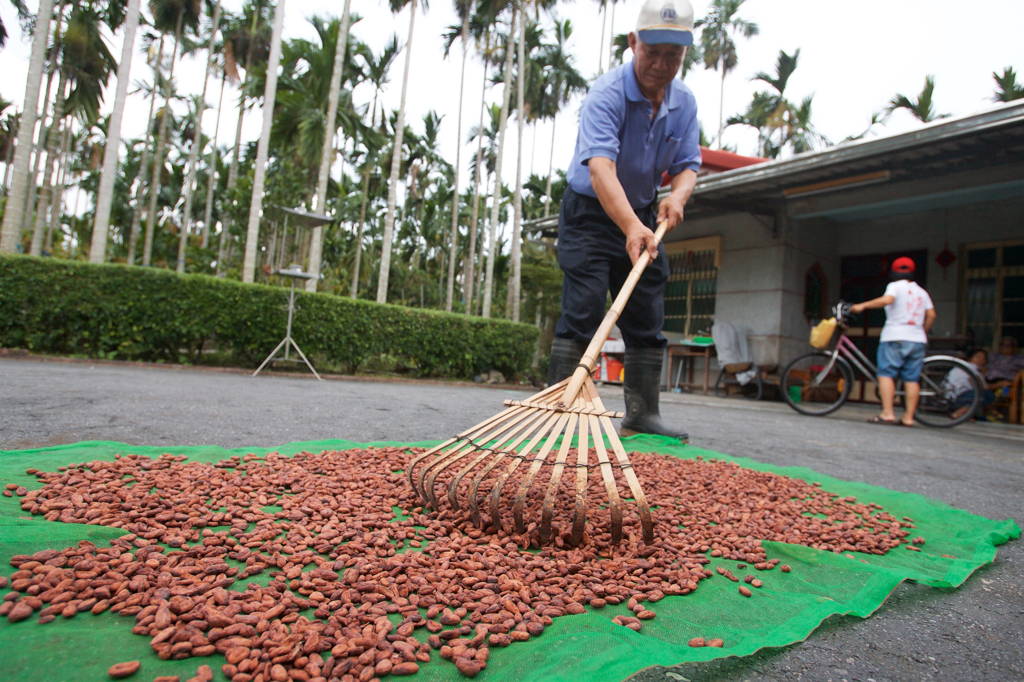 台灣巧克力生產與製作流程C005