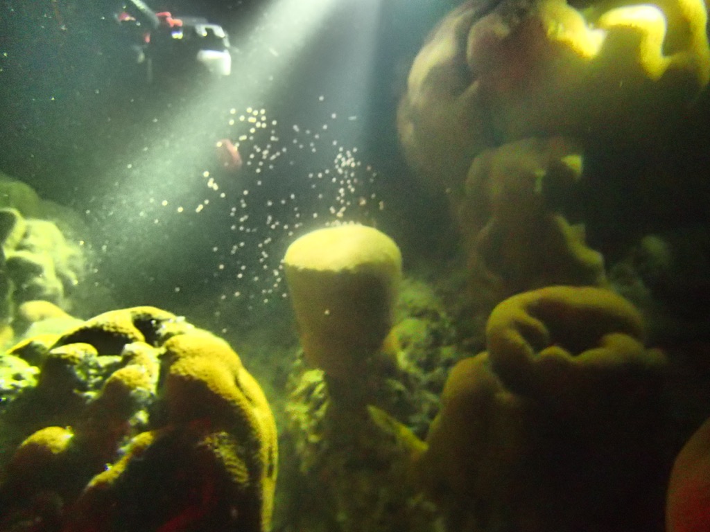東沙島北岸角星珊瑚產卵畫面。照片中橘色顆粒為角星珊瑚所釋放的精卵束（海洋國家公園管理處提供）