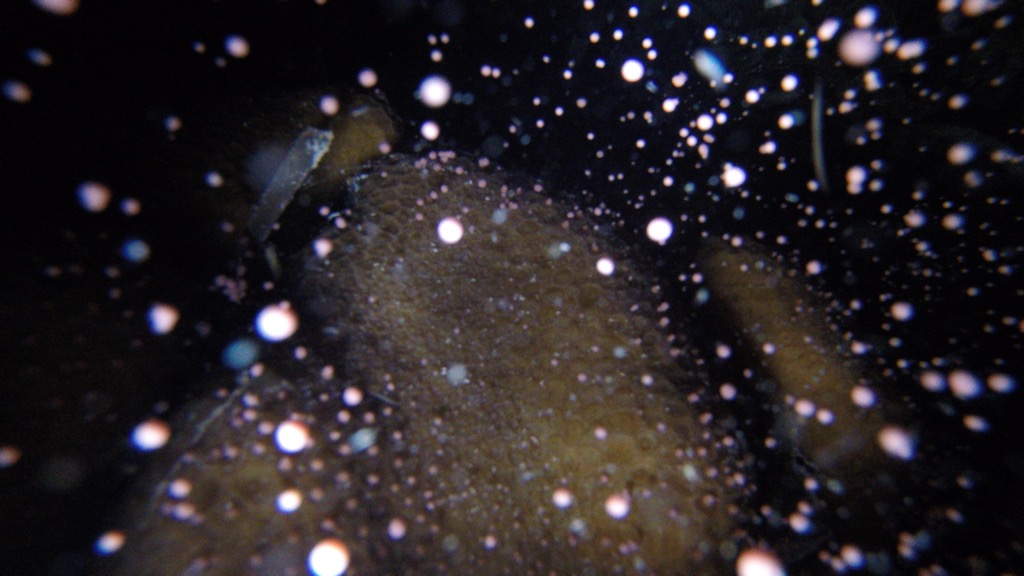 東沙島北岸角星珊瑚產卵畫面。照片中橘色顆粒為角星珊瑚所釋放的精卵束。（海洋國家公園管理處提供）