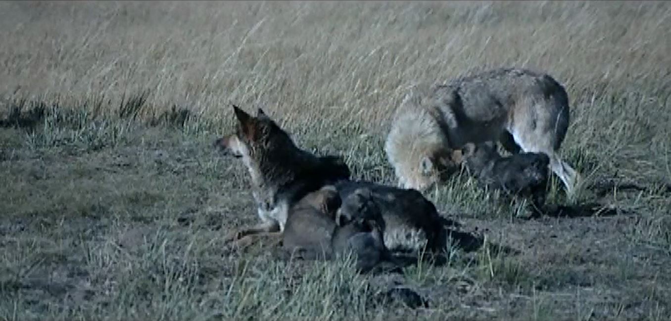 《狼之愛》創作方式相當奇特，甚至拍到了母狼哺育幼狼的珍貴畫面.JPG