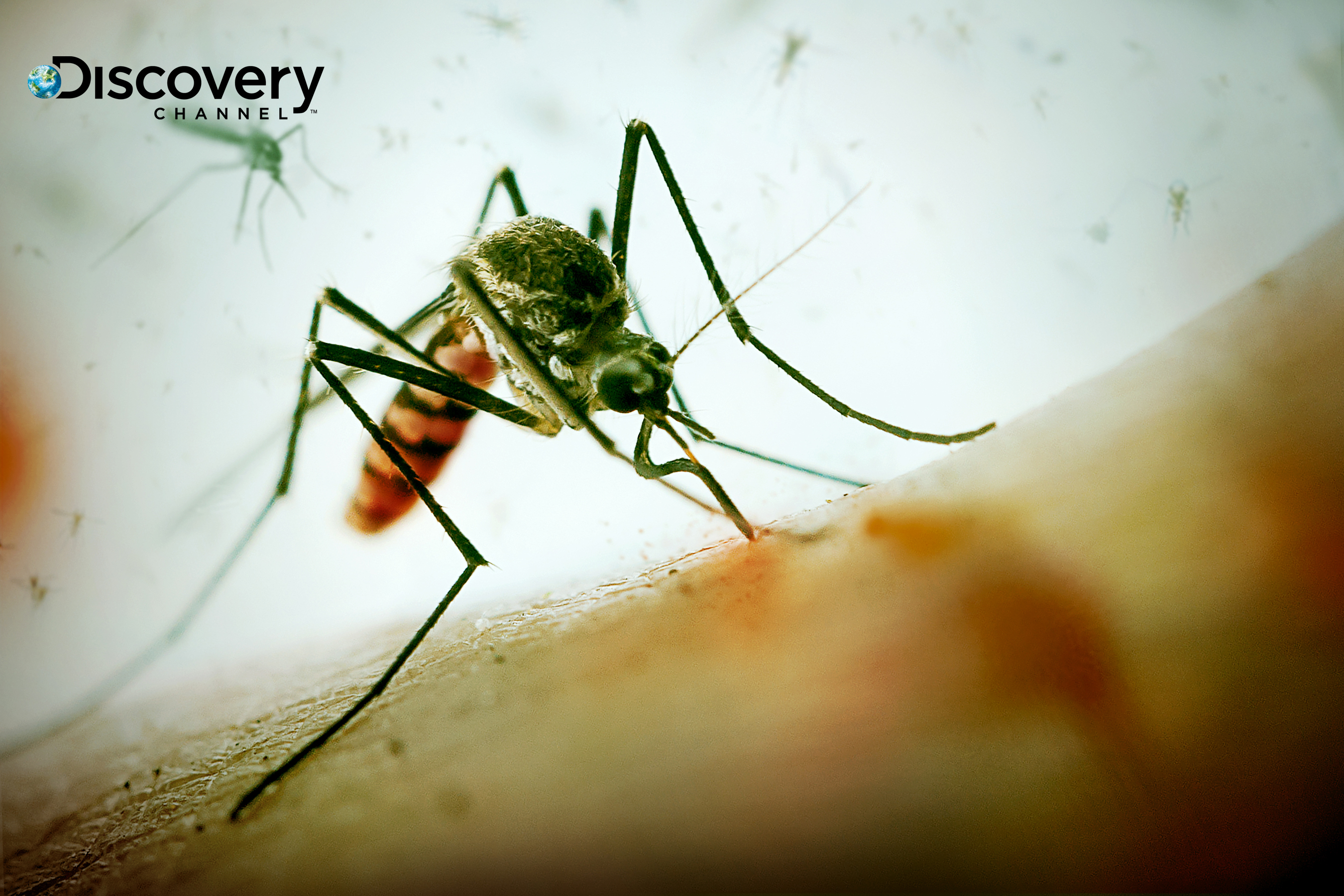 蚊子造成瘧疾、茲卡病毒、登革熱等病症，一年導致100萬人死亡.jpg