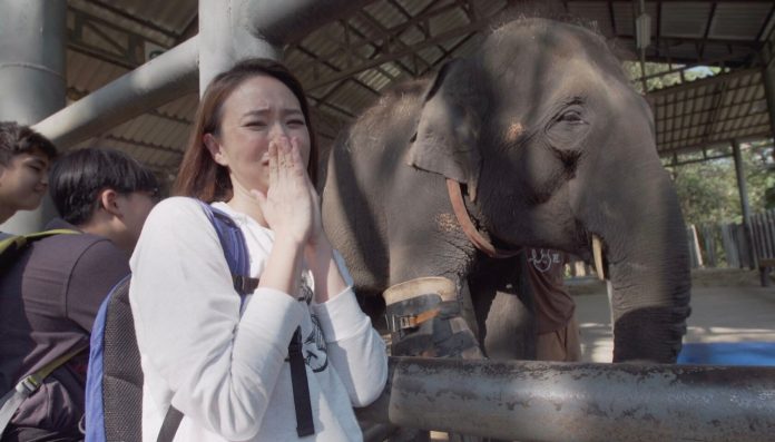 湘涵與9年前出外景時拜訪過的大象Mosha重逢，當下激動落淚。（公視提供）