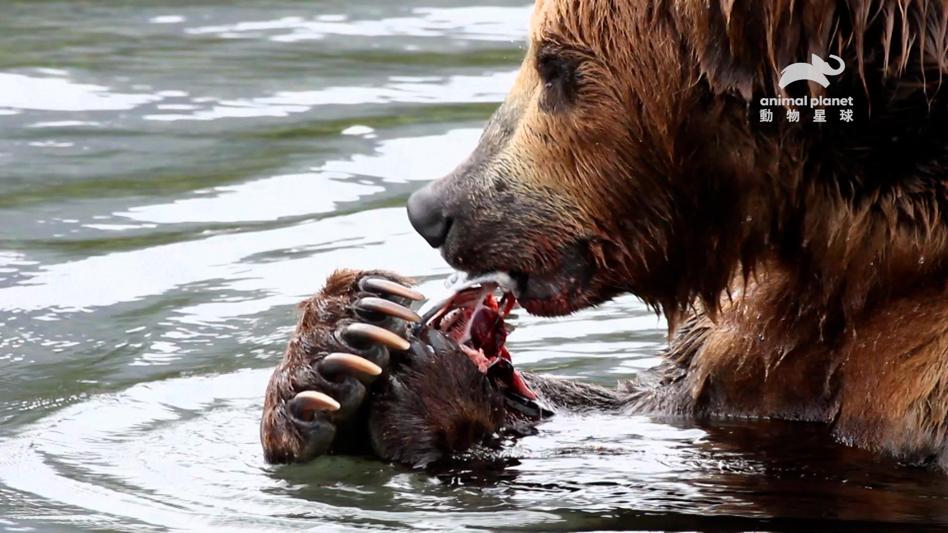 有力的熊爪總是能給獵物帶來致命的一擊。（動物星球頻道提供）