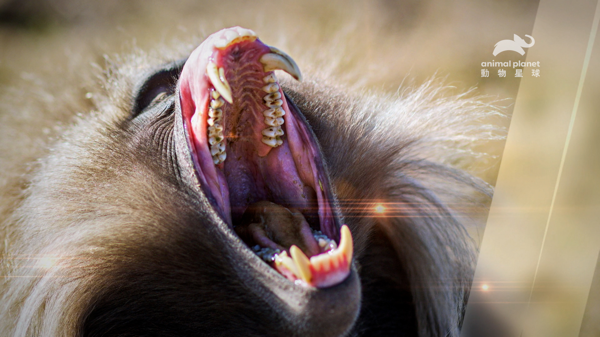 狒狒巨大的犬齒，主要用來打退別的公狒狒。（動物星球頻道提供）