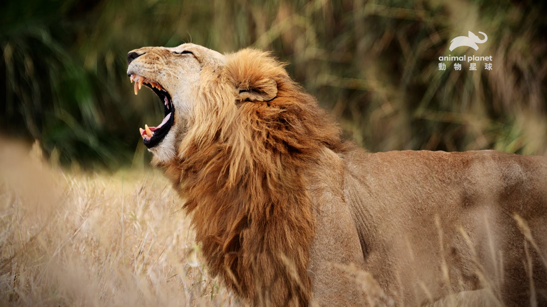 非洲獅的血盆大口，張開時可寬達28公分。（動物星球頻道提供）