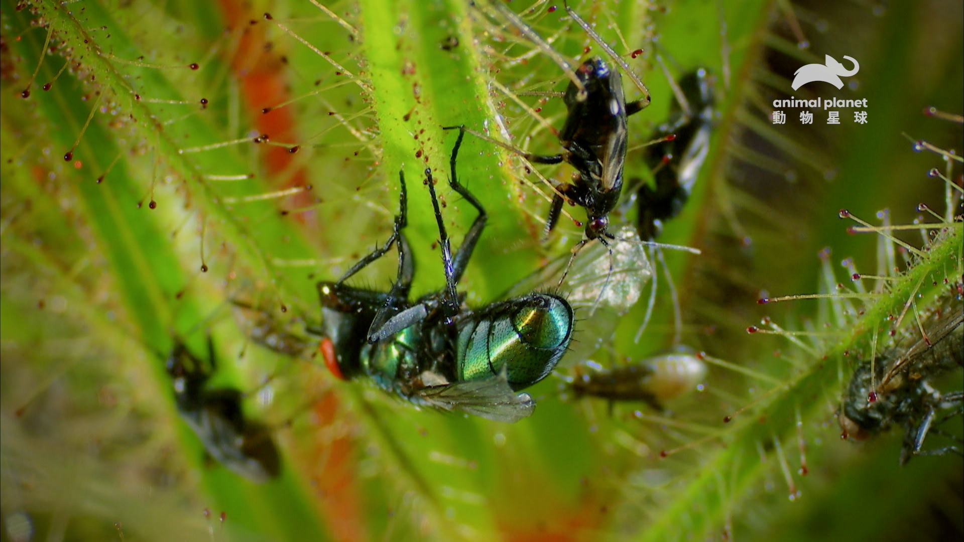 在非洲，刺蝽享受著跟捕蠅幌的共生關係。（動物星球提供）