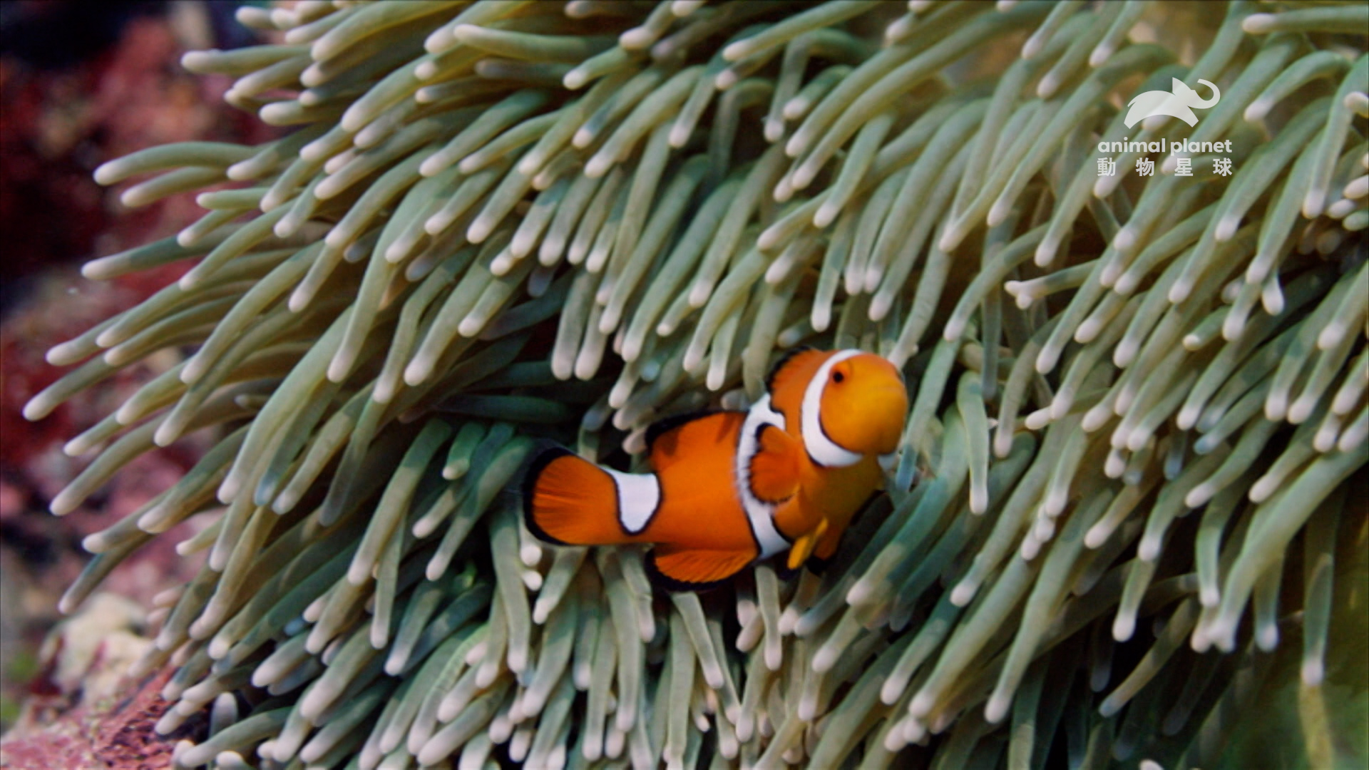 小丑魚和海葵是海洋裡最知名的共生佳話。（動物星球提供）